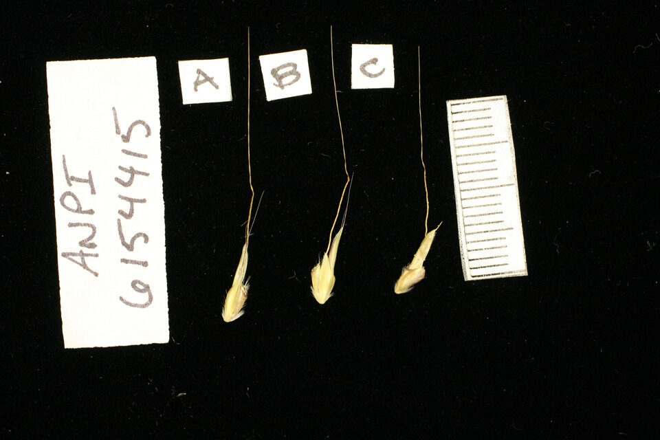 Andropogon pinguipes — photo