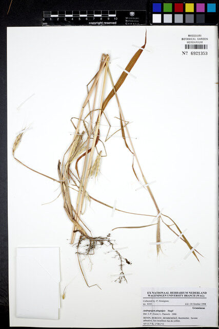 Andropogon pinguipes