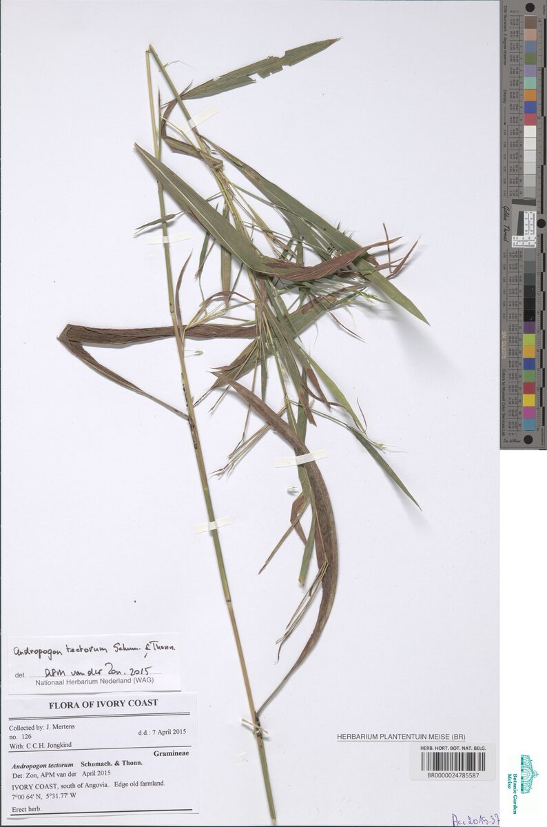 Andropogon tectorum — photo