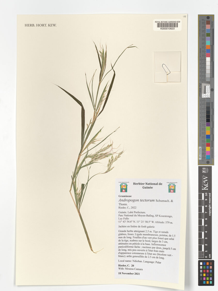 Andropogon tectorum