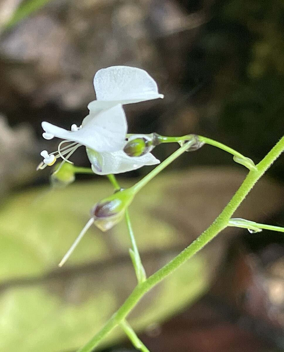 Aneilema sp. — photo