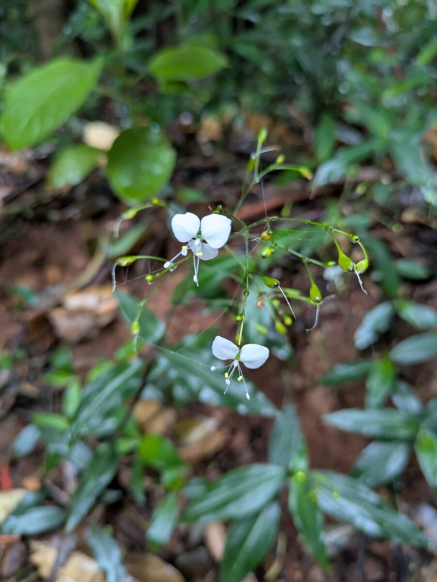 Aneilema sp.