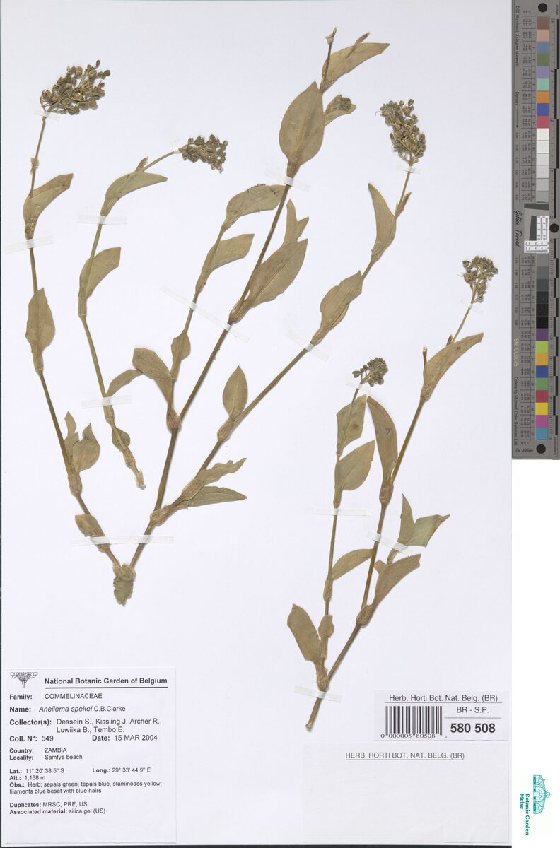 Aneilema spekei — photo