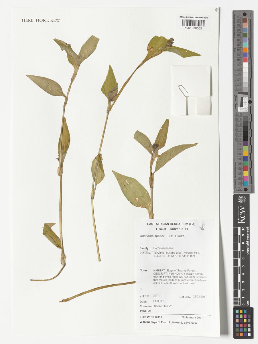 Aneilema spekei