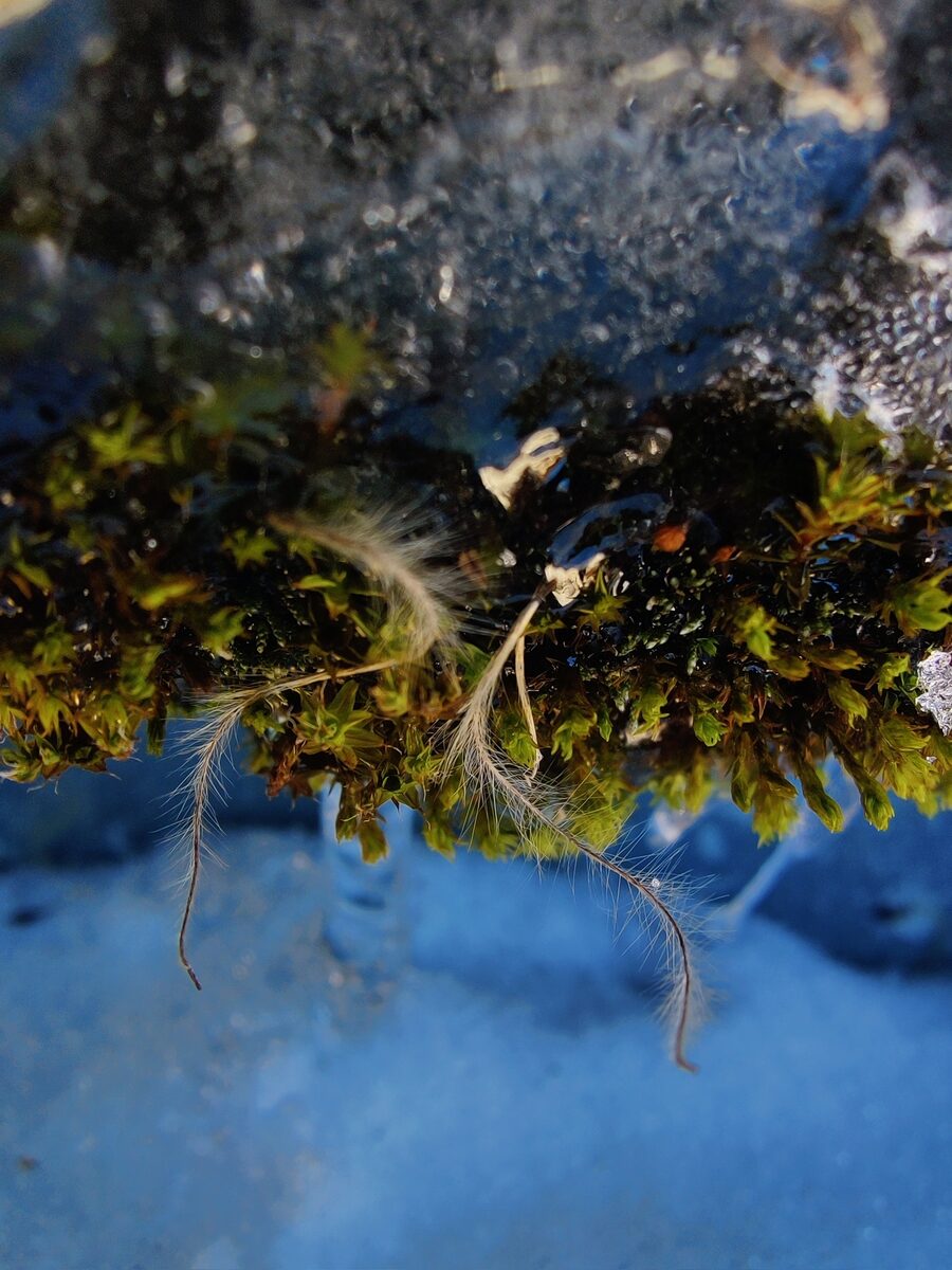Anemone rivularis (Cao Yu Mei) — photo