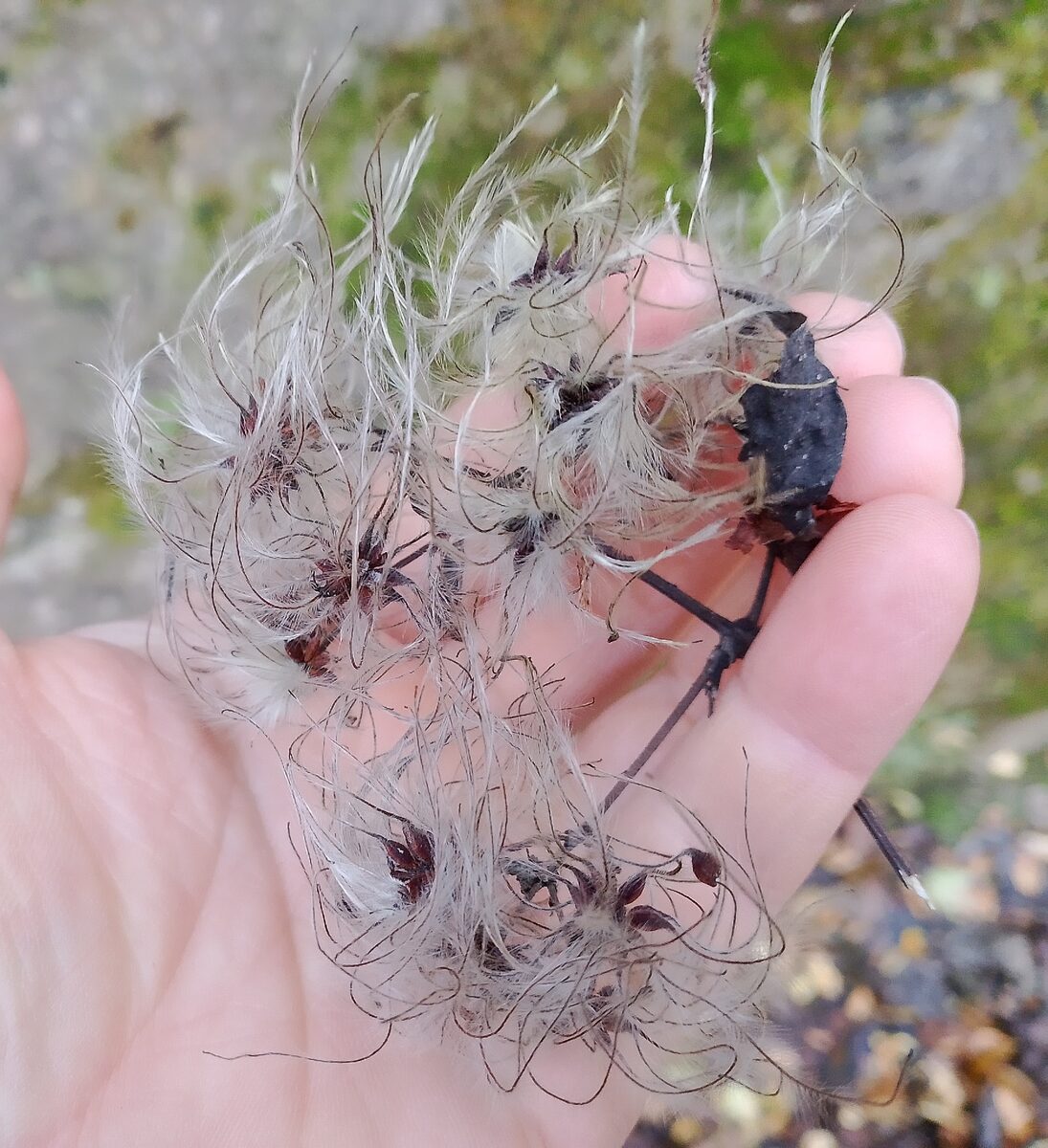 Anemone rivularis (Cao Yu Mei) — photo