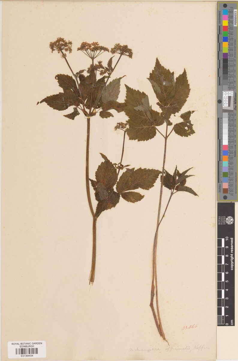 Angelica archangelica var. himalaica — photo