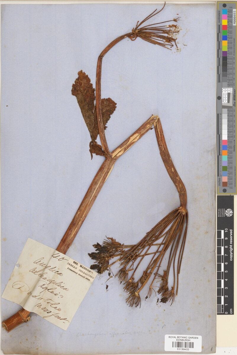 Angelica archangelica var. himalaica