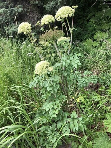 Angelica gmelinii