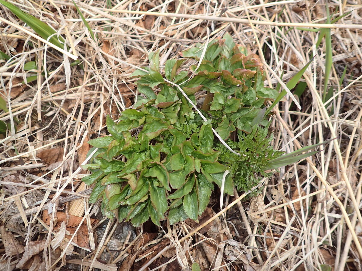 Angelica gmelinii (Seacoast angelica) — photo