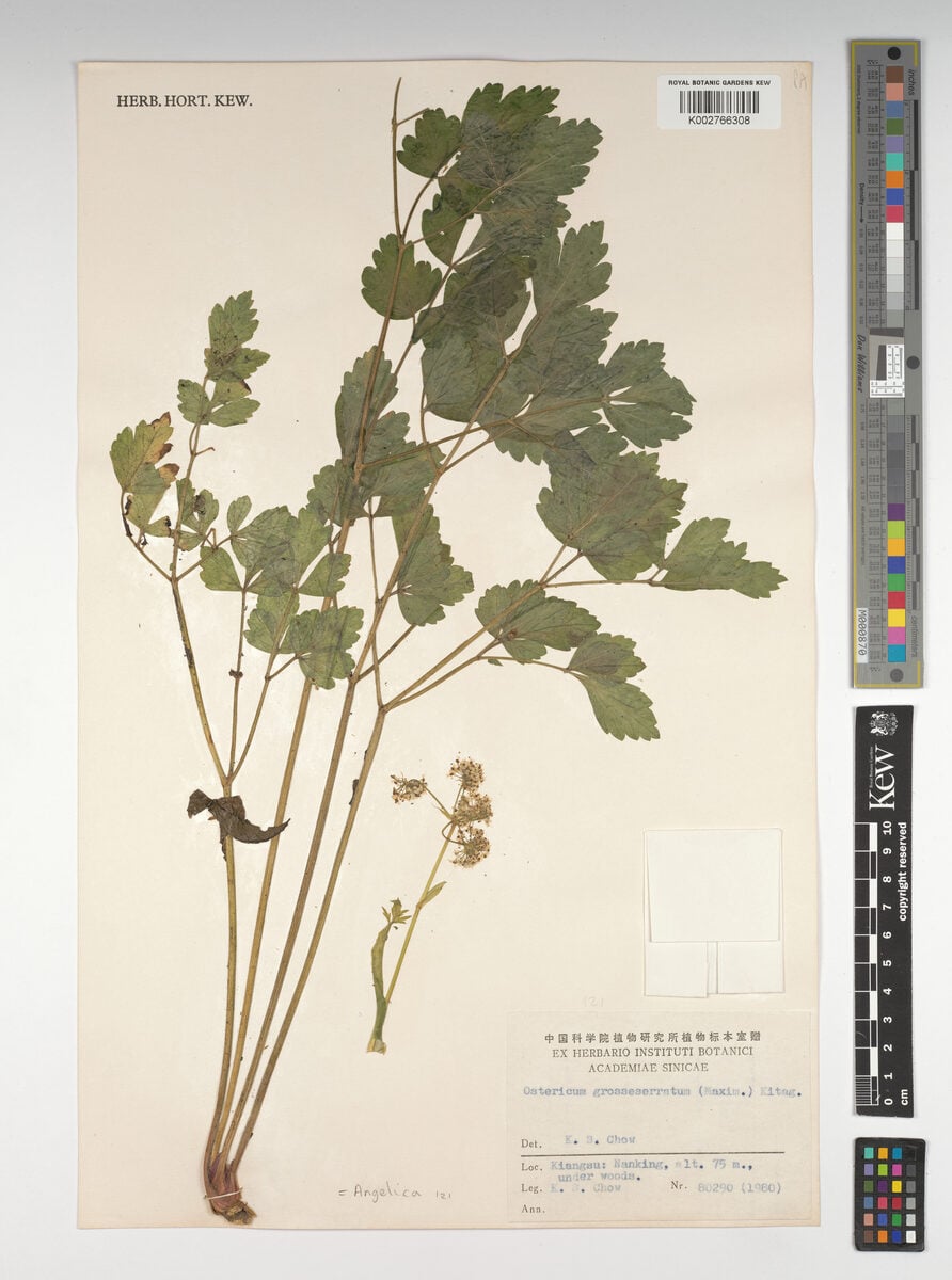 Angelica grosseserrata