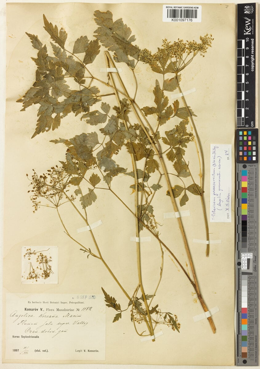 Angelica koreana