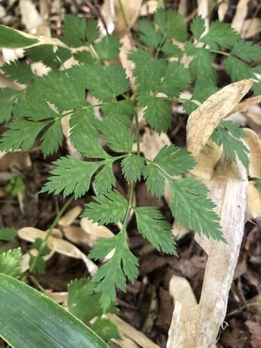 Angelica polymorpha — photo