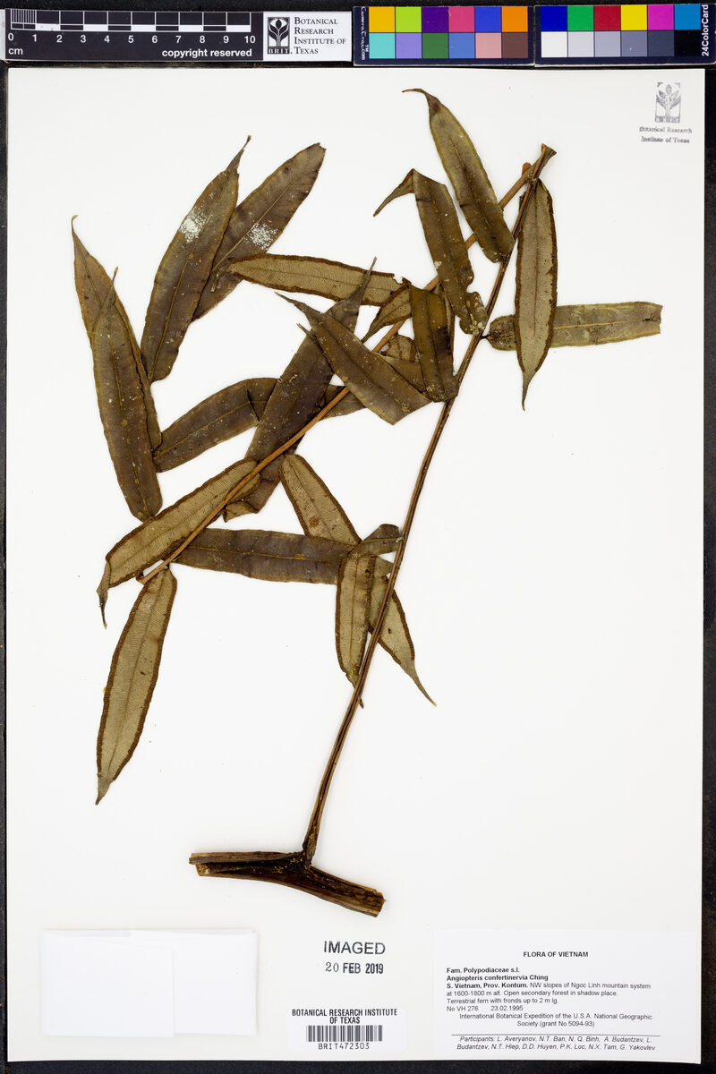 Angiopteris confertinervia (fern) — photo