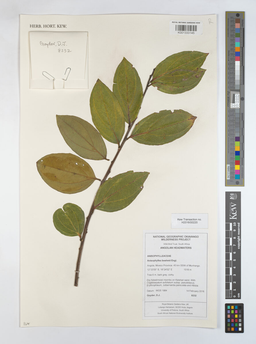 Anisophyllea boehmii (Mufungo) — photo