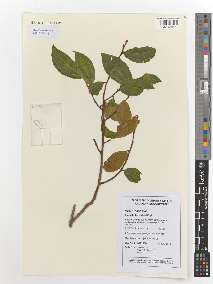 Anisophyllea boehmii (Mufungo) — photo
