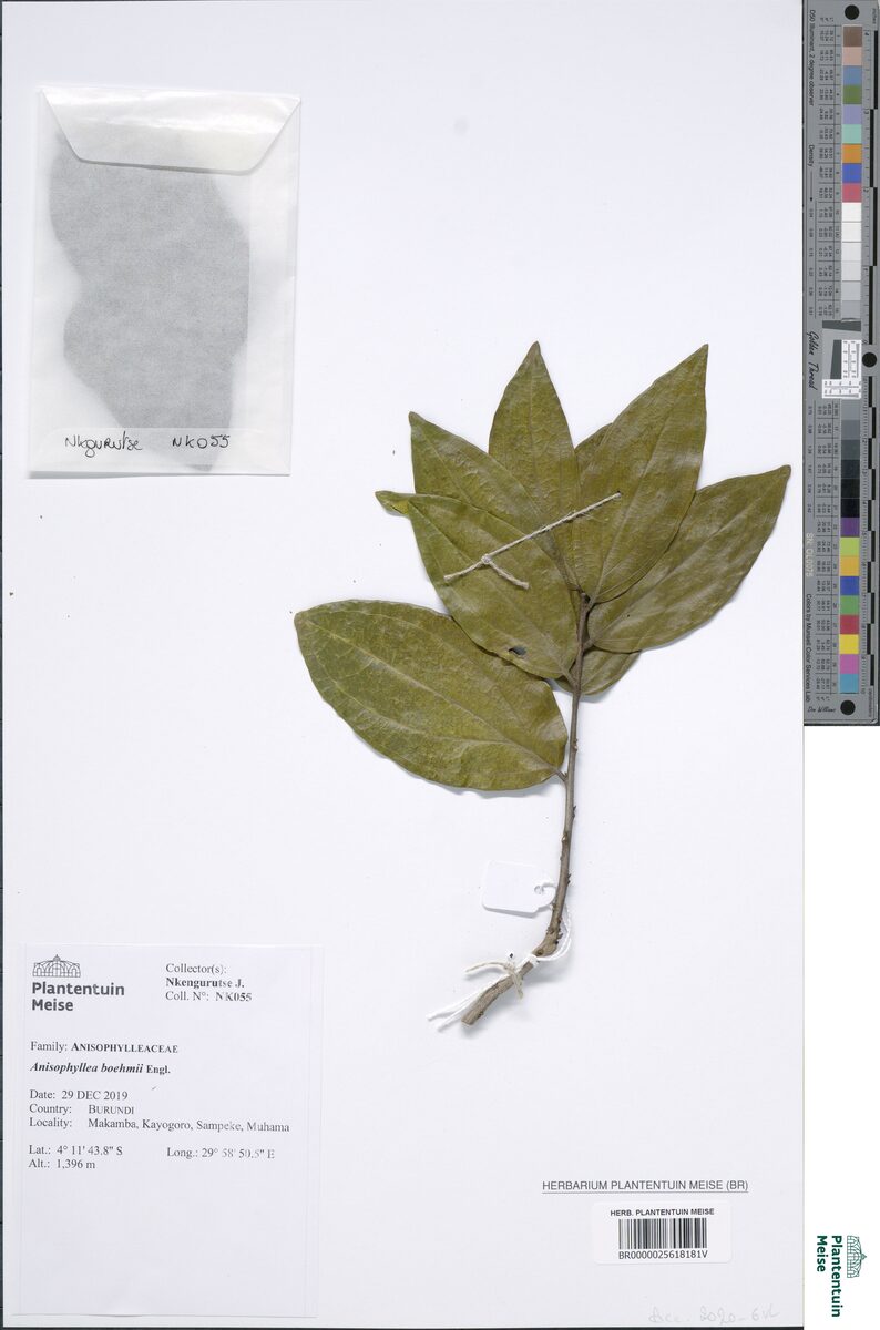 Anisophyllea boehmii