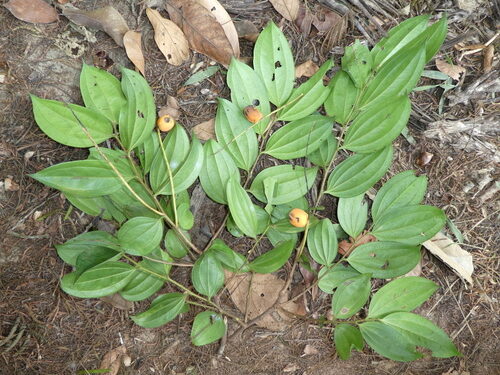 Anisophyllea meniaudii — photo