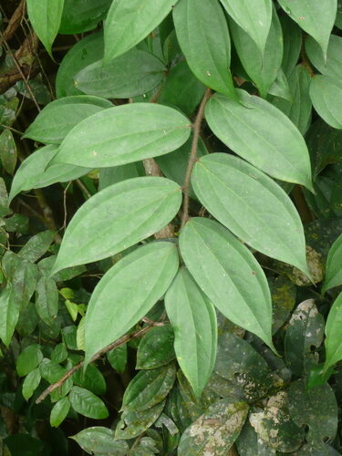 Anisophyllea meniaudii