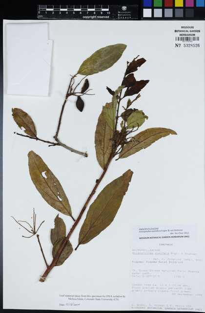 Anisophyllea pomifera — photo