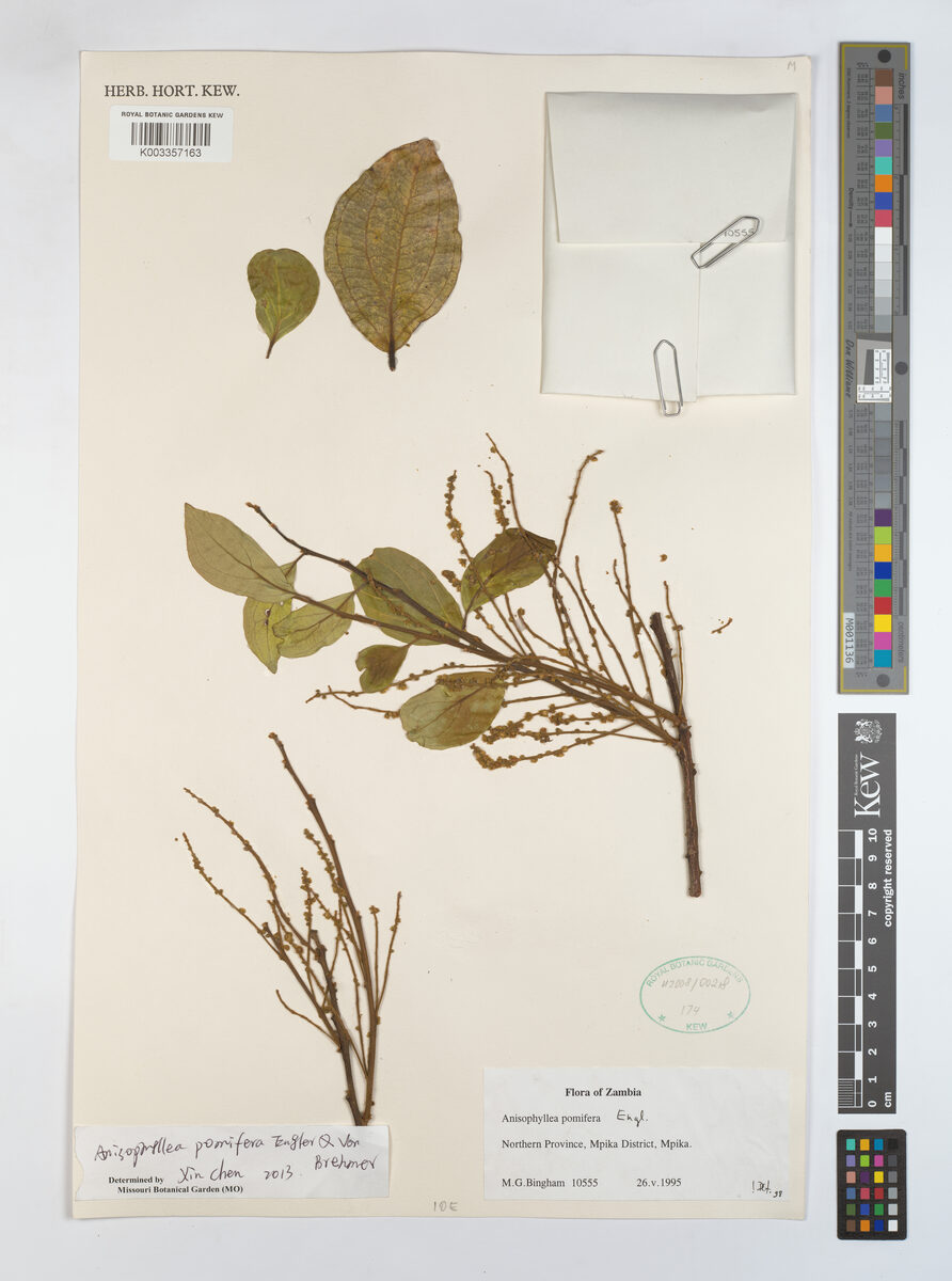 Anisophyllea pomifera — photo