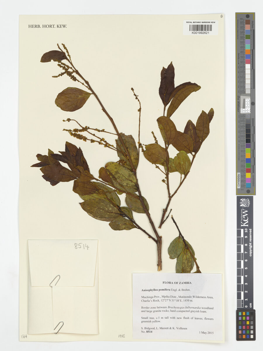 Anisophyllea pomifera