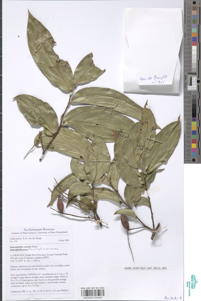Anisophyllea sororia — photo
