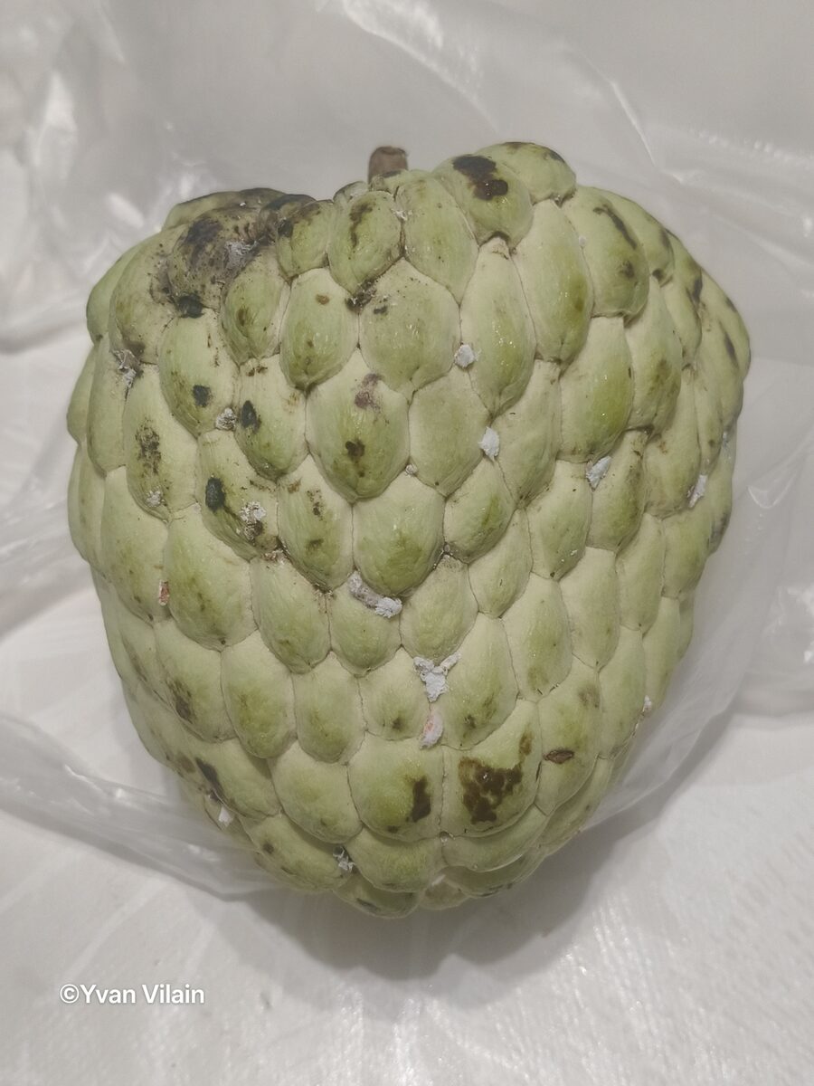 Annona atemoya (Atemoya) — photo