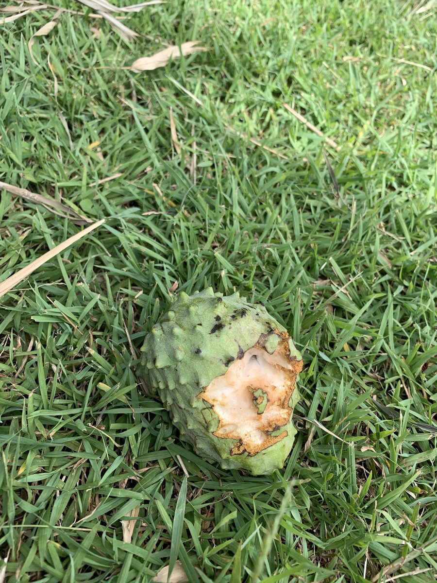 Annona atemoya (Atemoya) — photo