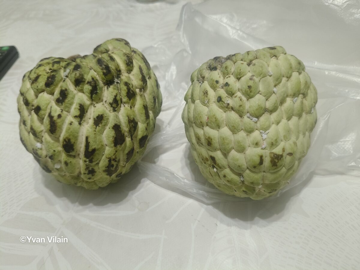 Annona atemoya
