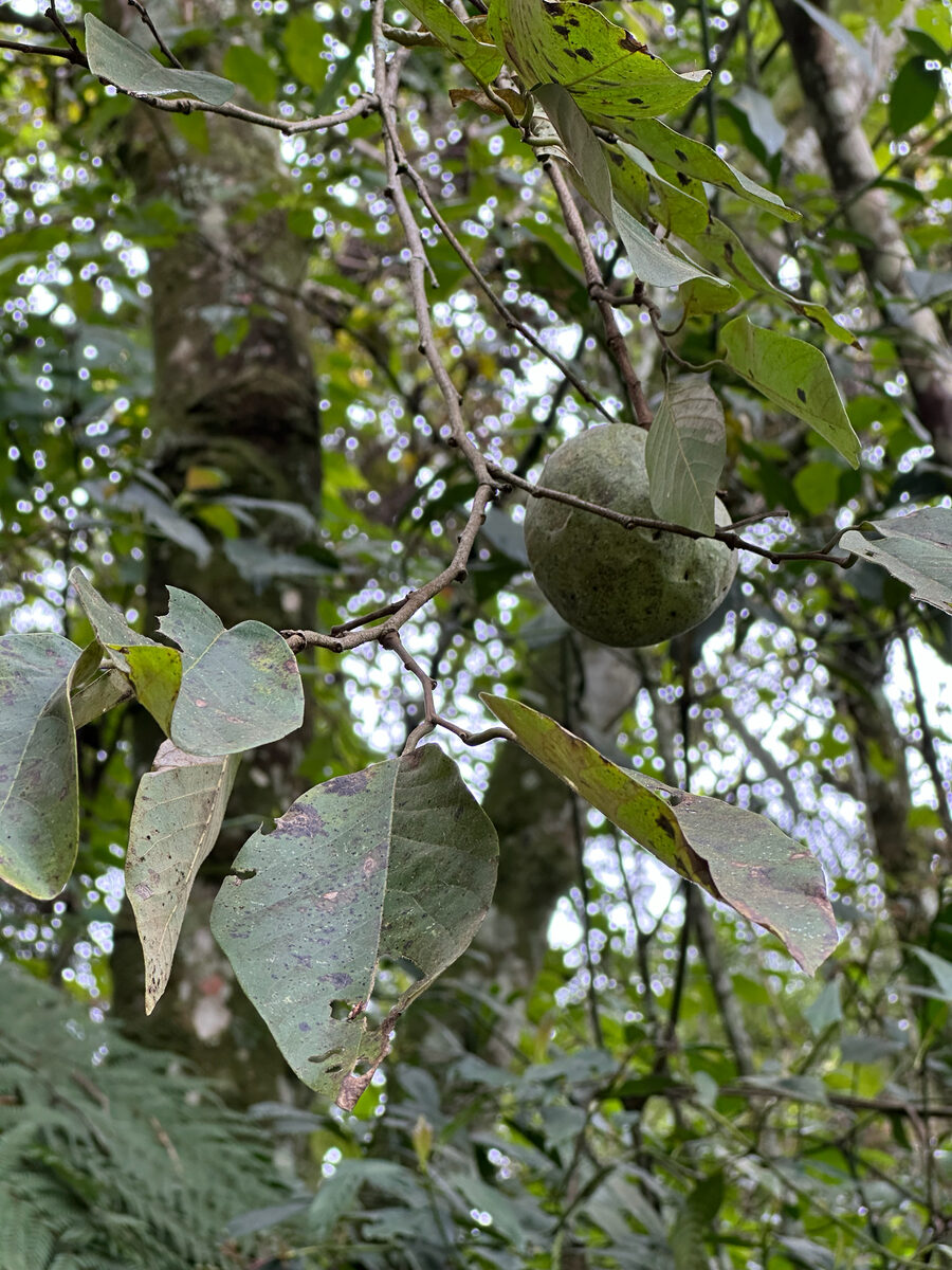 Annona cherimola (Cherimoya) — photo
