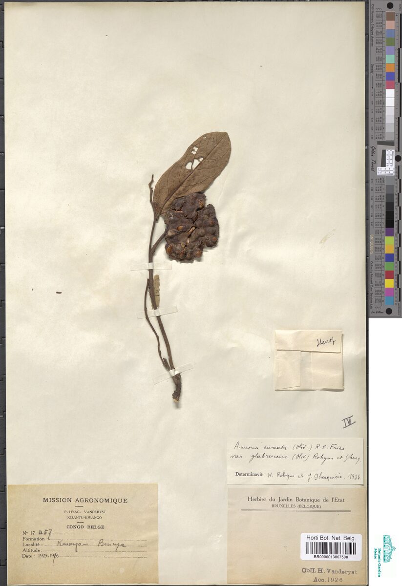 Annona cuneata var. glabrescens — photo