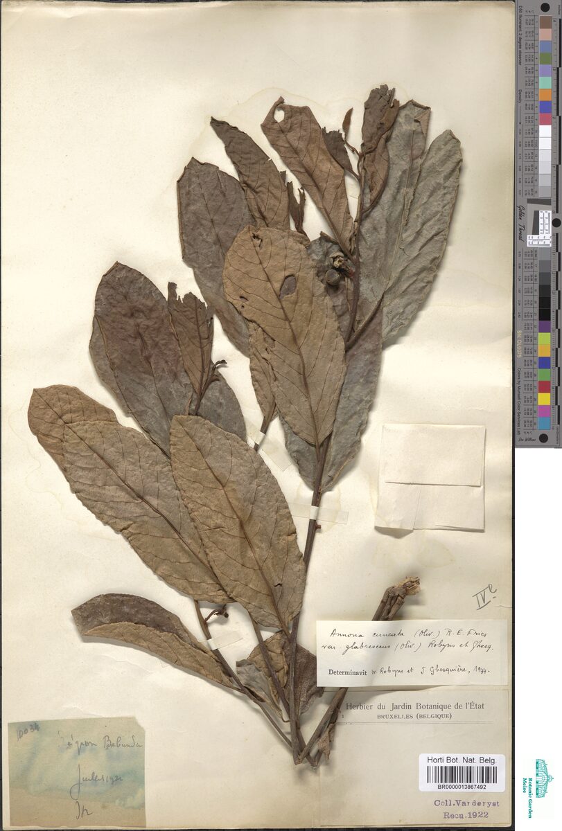 Annona cuneata var. glabrescens — photo