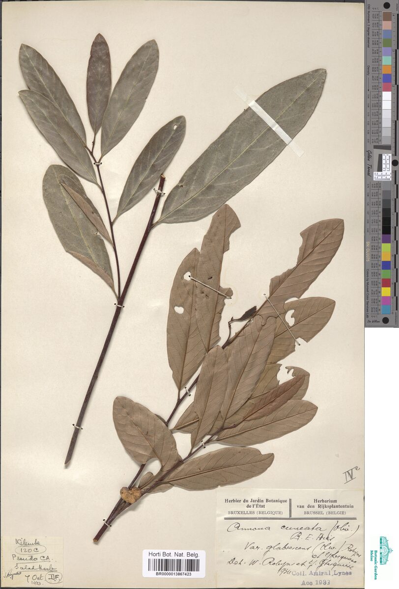 Annona cuneata var. glabrescens