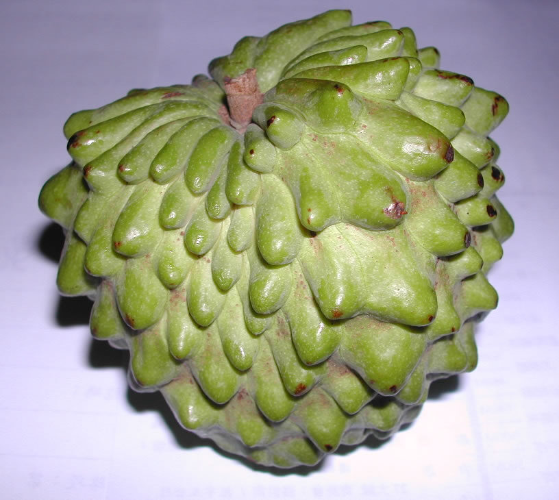 Annona dolichopetala