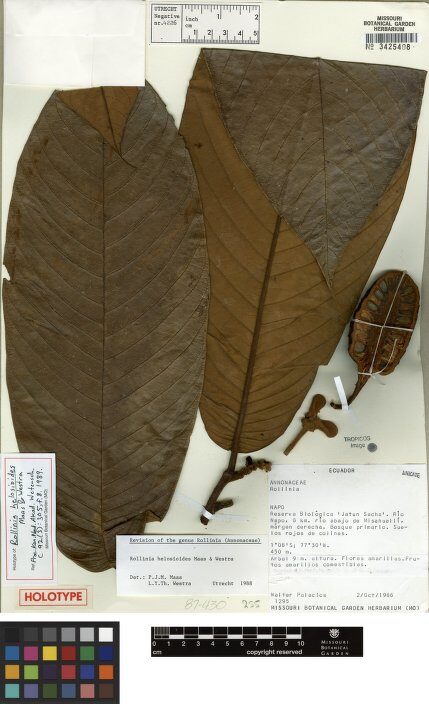 Annona helosioides (Helosislike annona) — photo