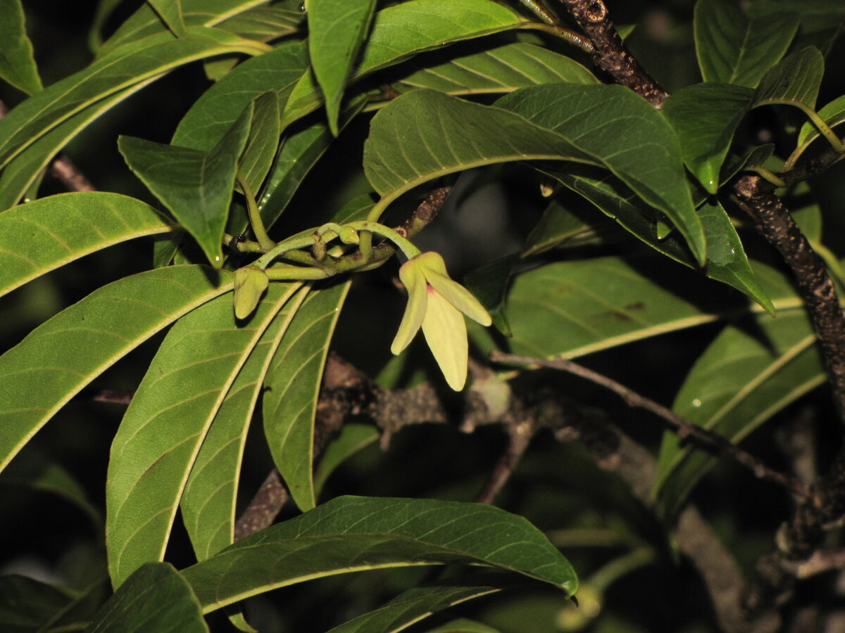 Annona liebmanniana (Hardshell custard-apple) — photo