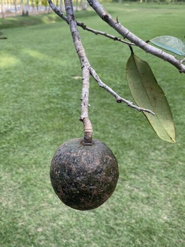 Annona salzmannii (Beach Sugar Apple) — photo
