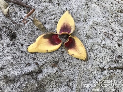 Annona salzmannii (Beach Sugar Apple) — photo