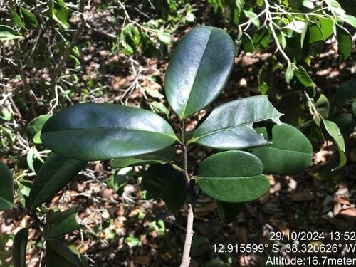 Annona salzmannii