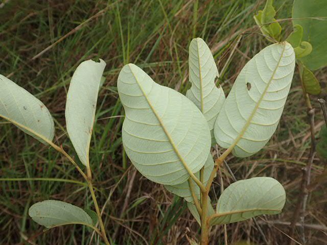 Annona senegalensis subsp. oulotricha — photo