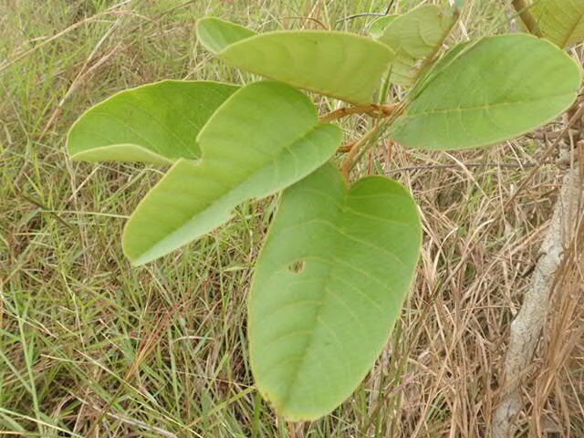 Annona senegalensis subsp. oulotricha — photo