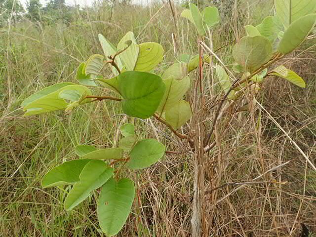 Annona senegalensis subsp. oulotricha