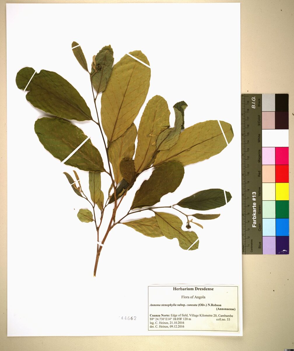 Annona stenophylla subsp. cuneata — photo