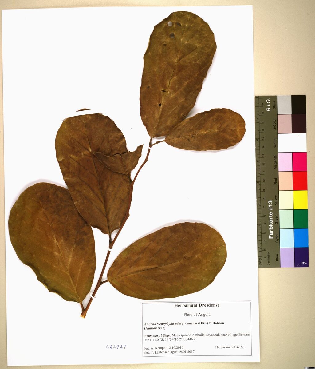 Annona stenophylla subsp. cuneata — photo