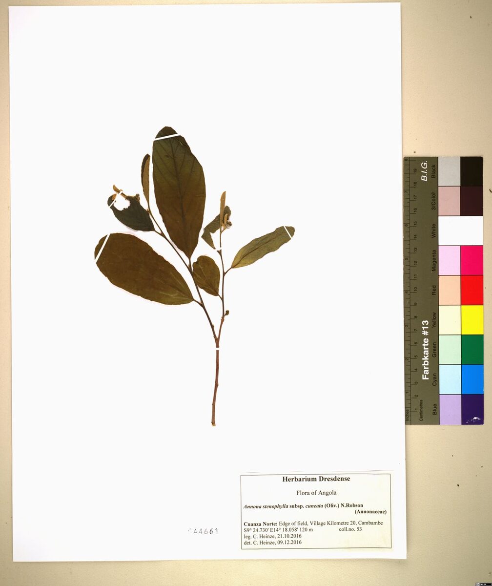 Annona stenophylla subsp. cuneata