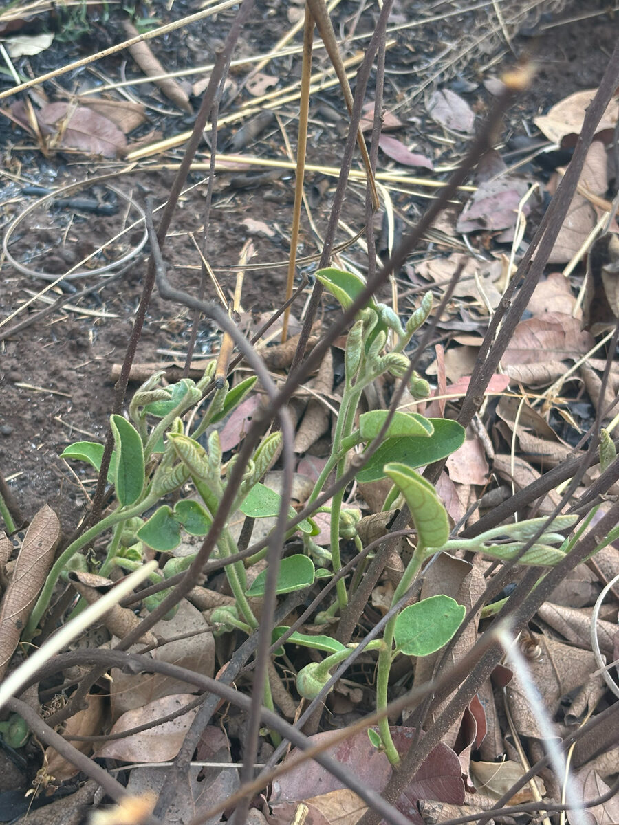 Annona stenophylla subsp. nana (Dwarf custard apple) — photo