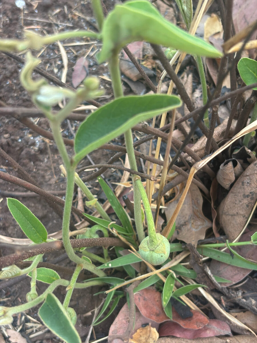 Annona stenophylla subsp. nana (Dwarf custard apple) — photo