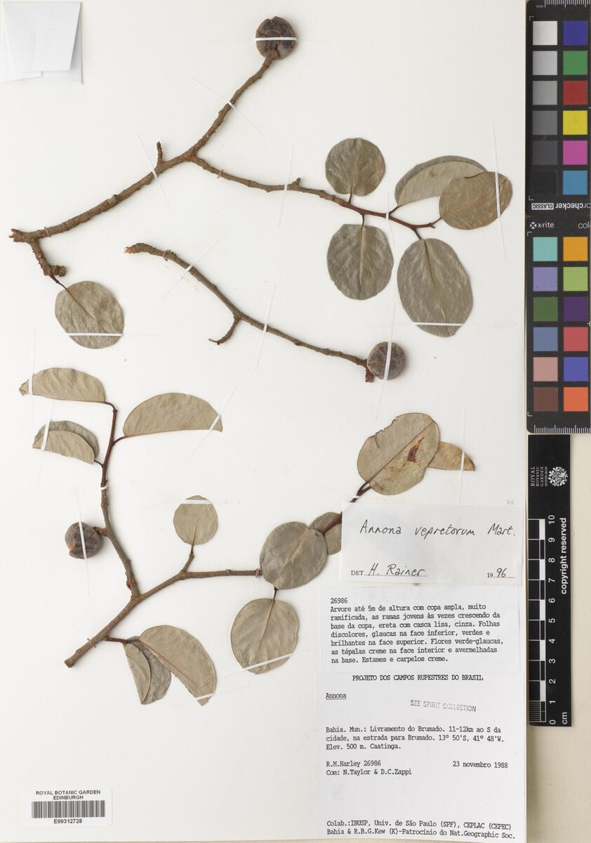 Annona vepertonum