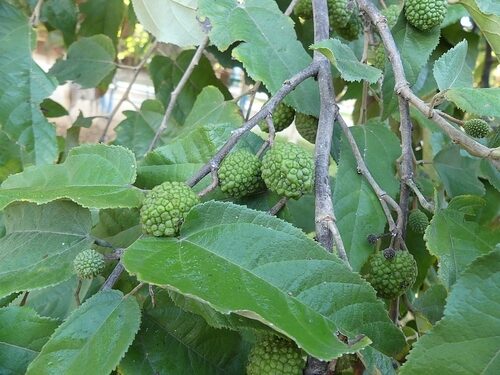 Annona vepretorum (Araticum) — photo